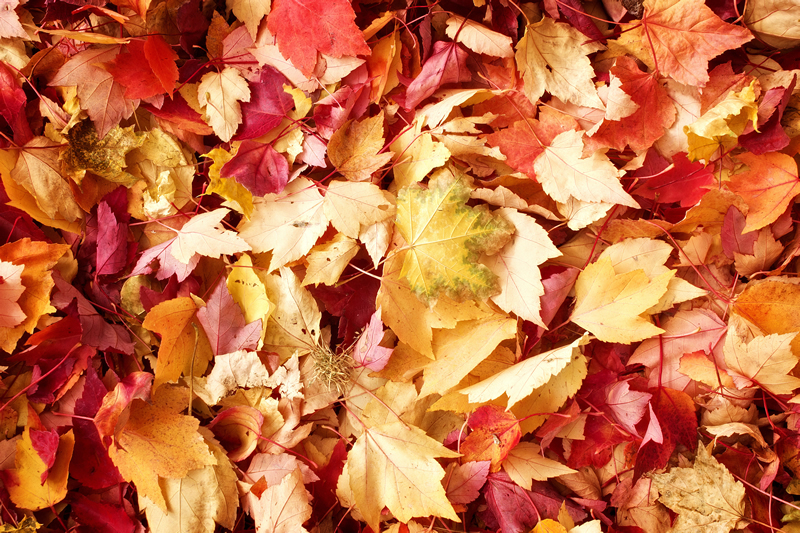 fall-leaves-cape-cod-colewebdev