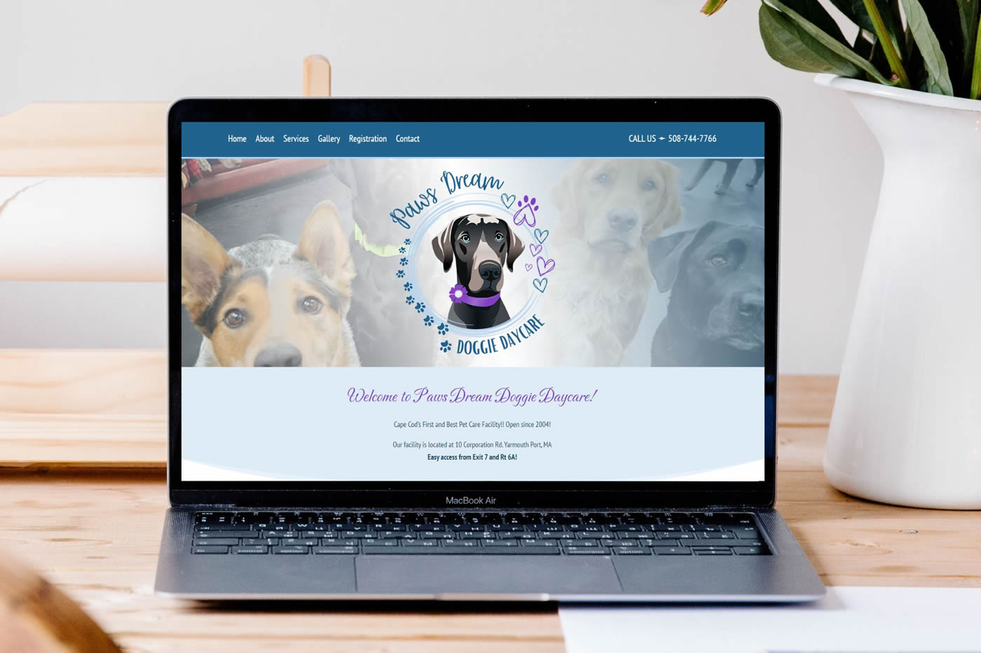 paws-dream-doggie-daycare-website-design-cape-cod-med